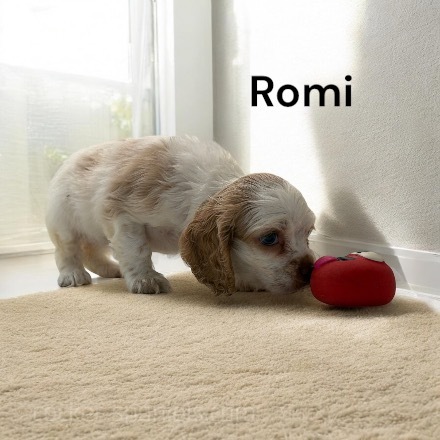 puppy, for, sale, Cocker Spaniel, Joe & Cherri  Overlease, dog, breeder, Miller, MO, dog-breeder, puppy-for-sale, forsale, nearby, find, puppyfind, locator, puppylocator, aca